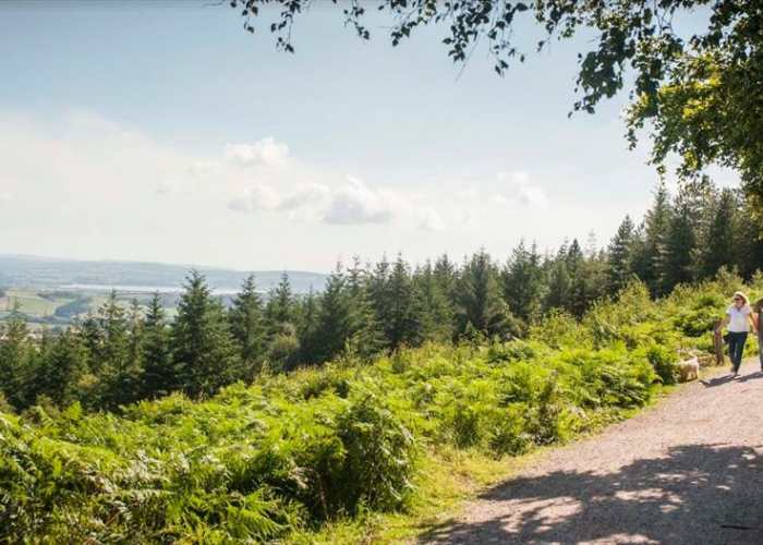 Attraction image for Haldon Forest Walking & Cycle Paths