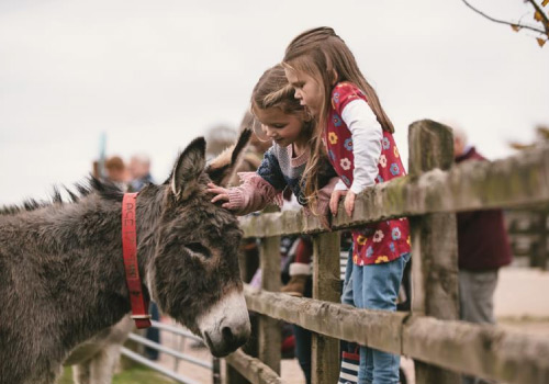 Attraction image for The Donkey Sanctuary