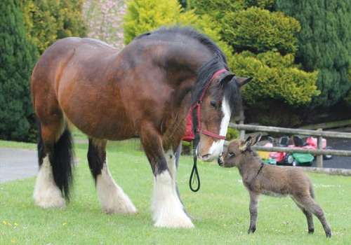Attraction image for The Miniature Pony Centre Dartmoor