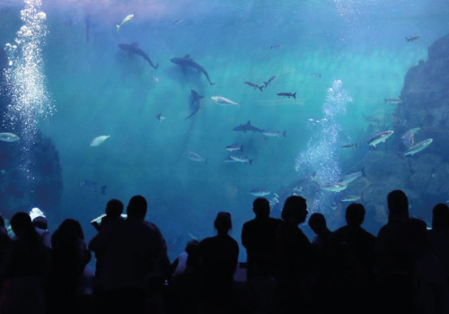 Attraction image for National Marine Aquarium
